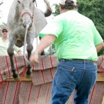 Mule Jump Competition
